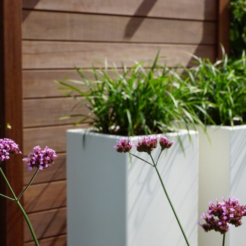 Calm wellness garden