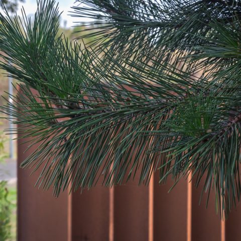 Exclusive privacy front yard