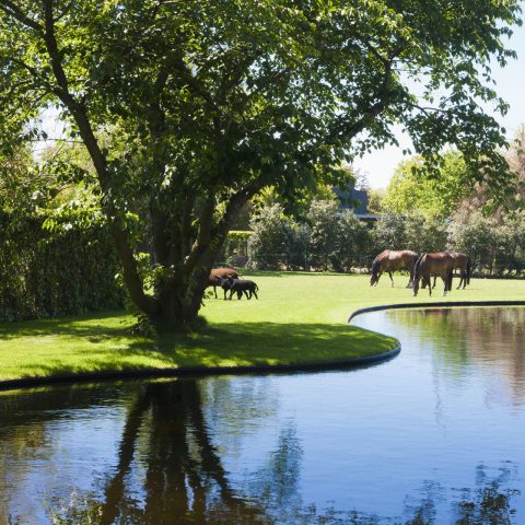 Modern rural swimming pond