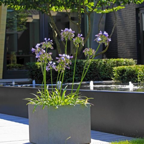 Sleek garden against green wall