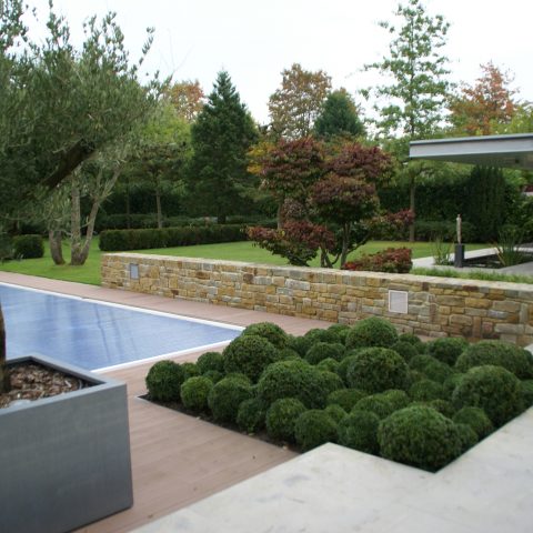 Mature trees in a modern garden