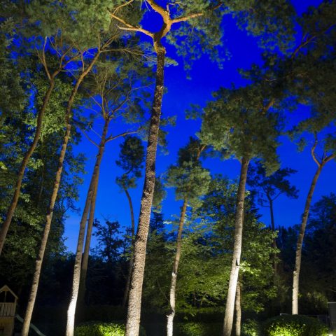 Oase in het bos