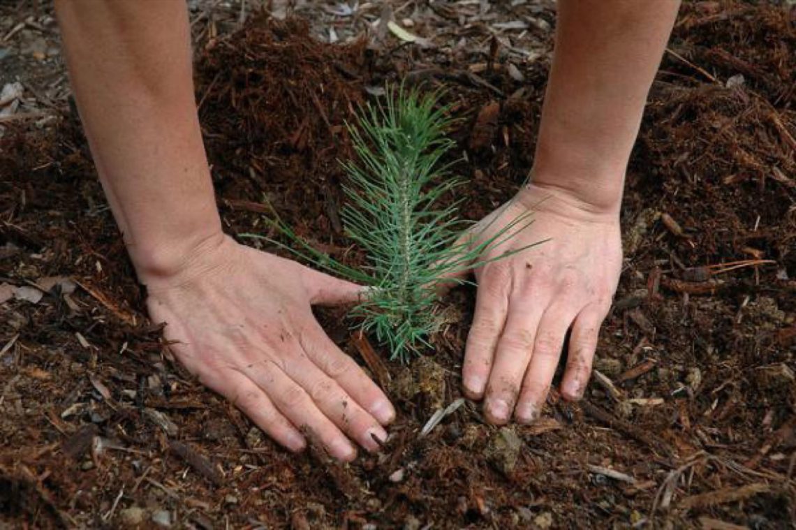 Tree planting: for every gas outdoor fireplace purchased, up to 500 trees are planted