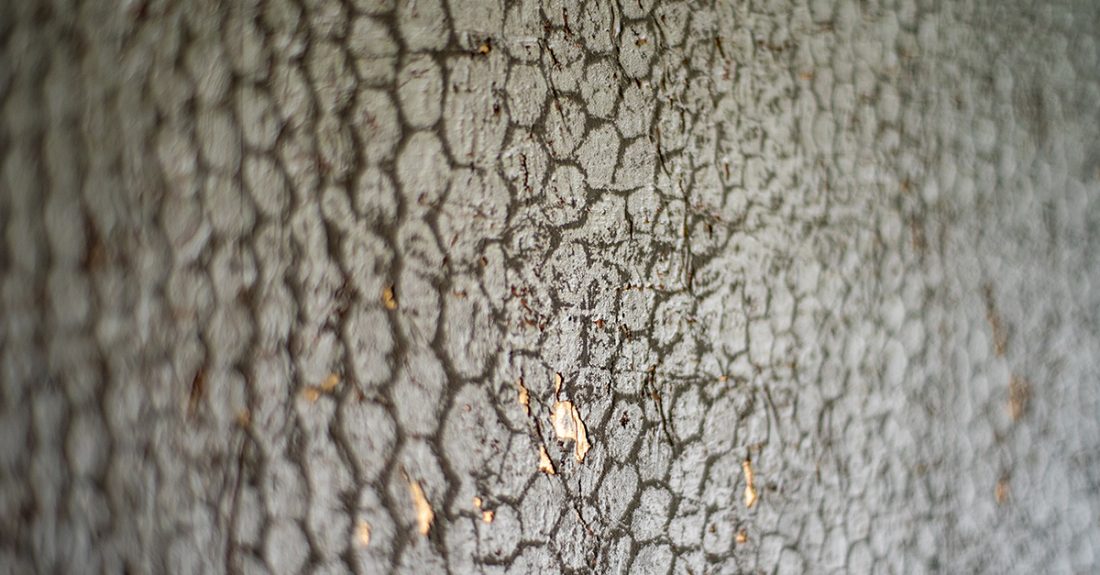 Wallpaper as an eye-catcher