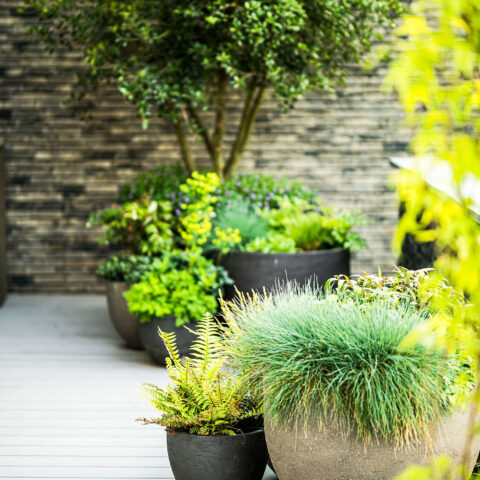 Moderne tuin met Starline zwembad