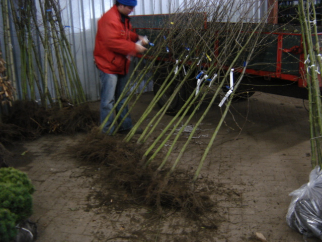 Tree planting season: almost over