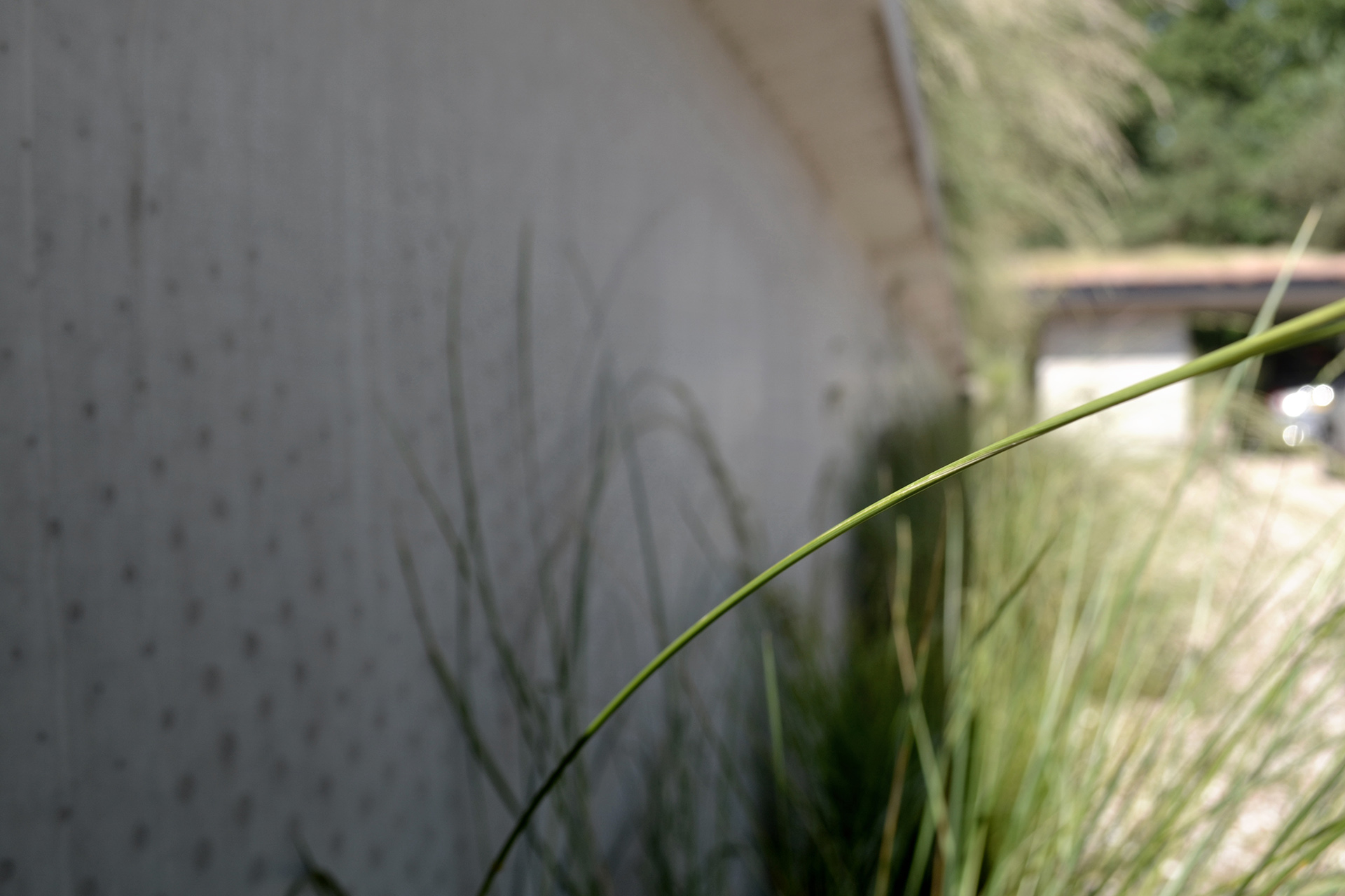 Luxury furniture in a spacious garden, green garden,Grass,Plant,Reed,Potted Plant,Flower,Vegetation,Bud,Nature,Outdoors,Backyard, Luxury, Design, Exclusive, Modern, Custom Made, Special, Beautiful