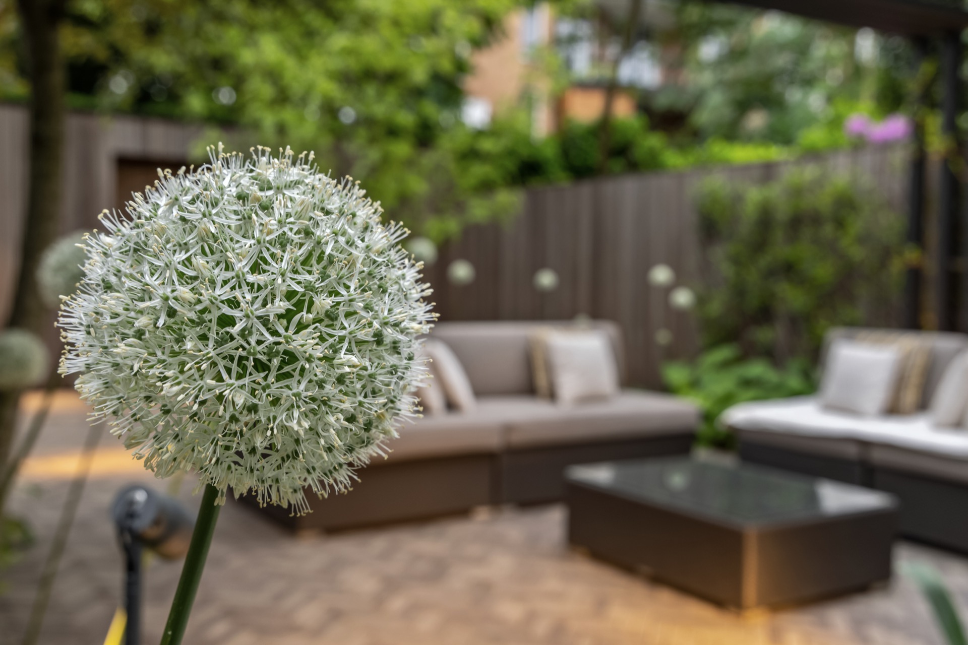 Plant, Potplant, Bloem, Achtertuin, Natuur, Buitenshuis, Tuin, Bank, Meubels, Tuin, Luxe, Design, Exclusief, Modern, Maatwerk, Bijzondere, Mooie
