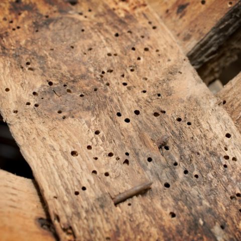 Bescherm je woning: effectieve oplossingen tegen houtworm en muizenplagen