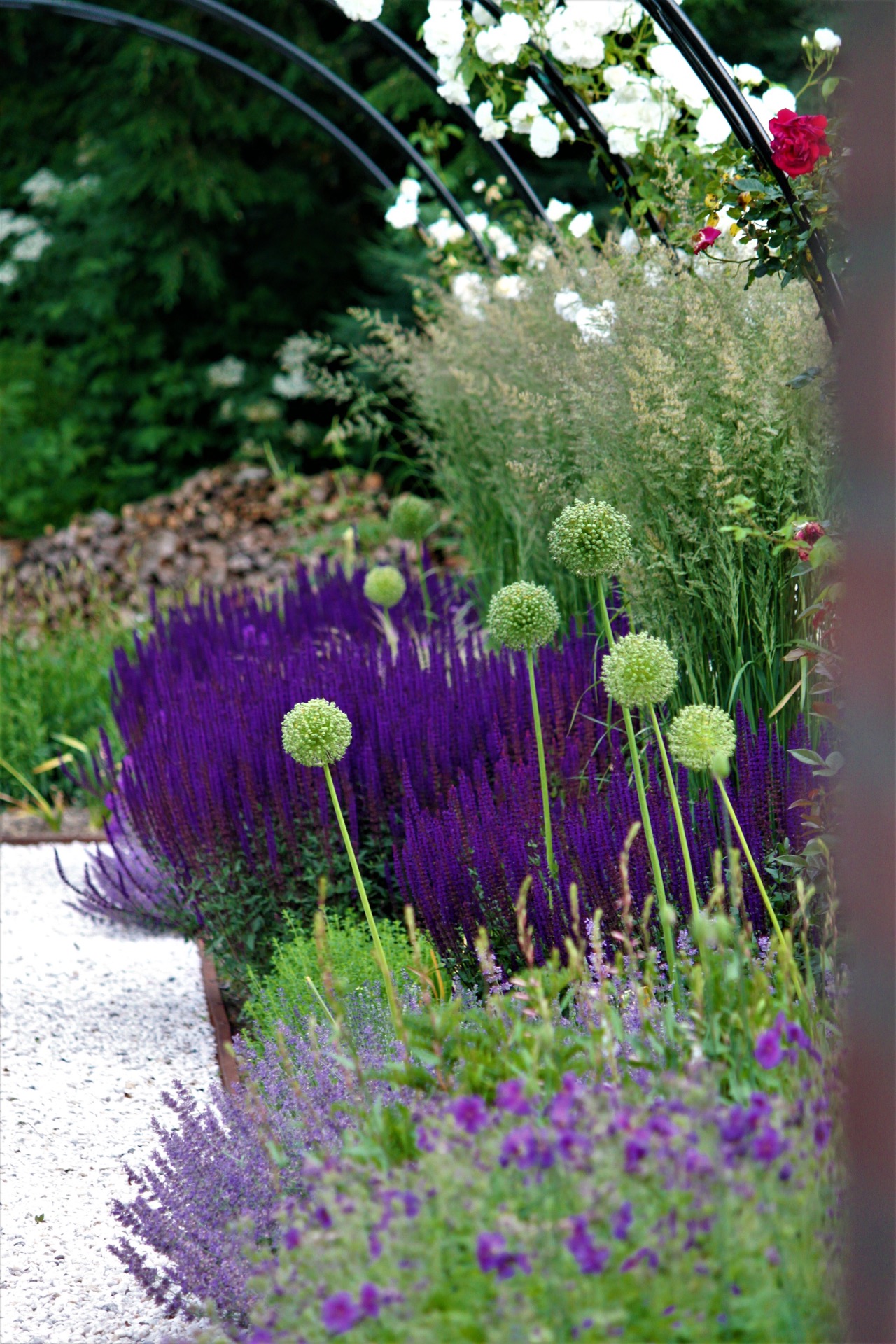 giardino paesaggistico inglese con piscina: bordura di fiori viola in un giardino inglese con infiorescenze tonde e vista di, Luxury, Design, Exclusive, Modern, Custom Made, Special, Beautiful