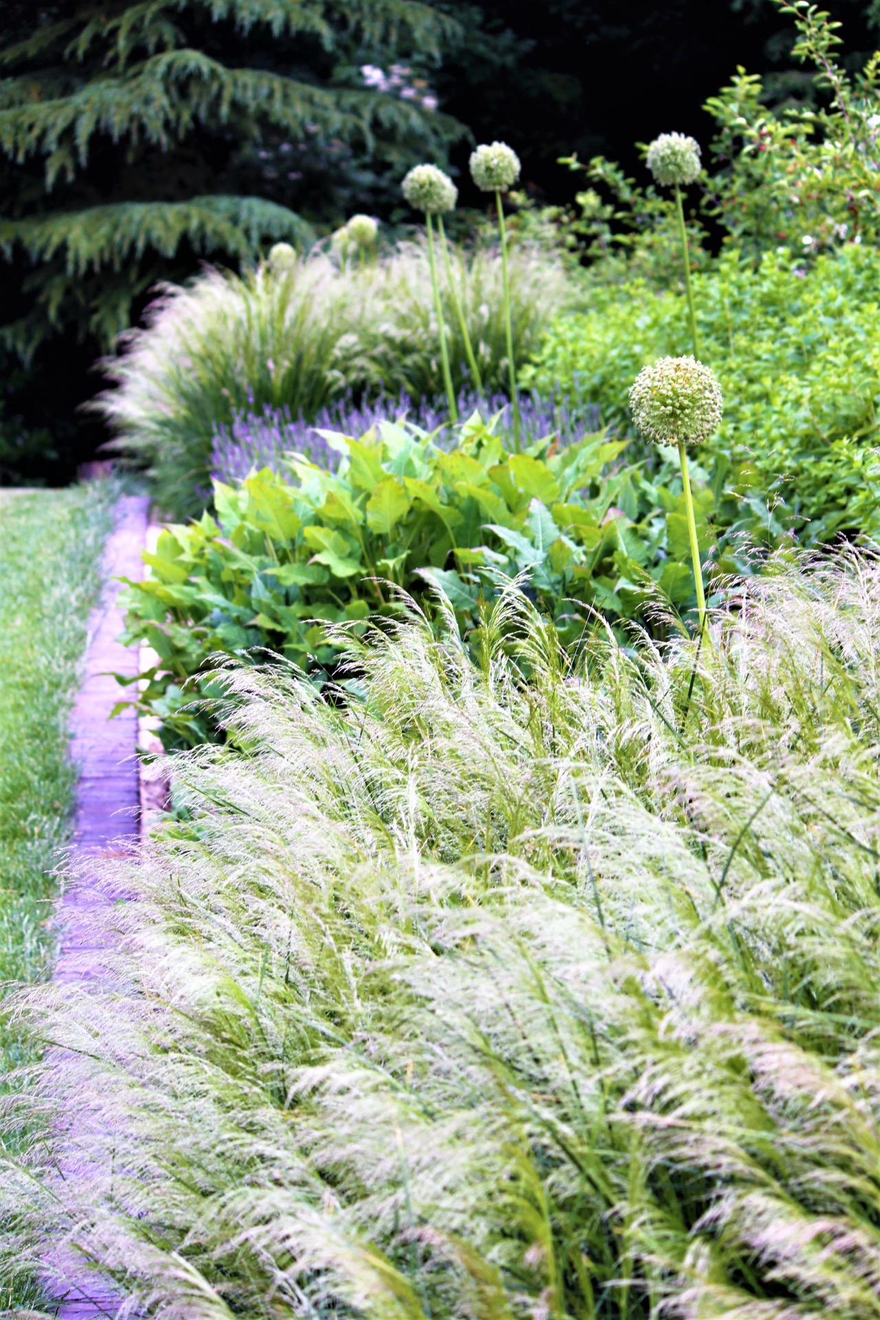 giardino paesaggistico inglese con piscina: primo piano di spighe di fiori viola e fiori di rosa in una bordura da giardino, Luxury, Design, Exclusive, Modern, Custom Made, Special, Beautiful