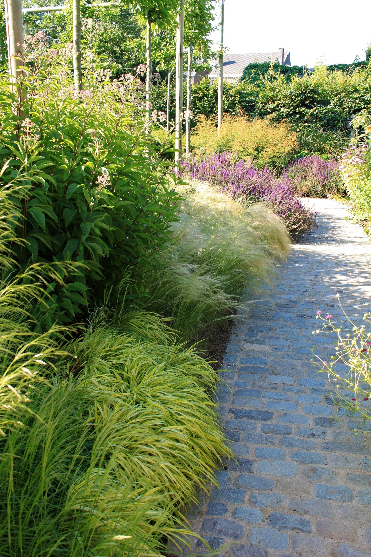 estanque de natación jardín: swimming pond backyard: garden path with ornamental grasses and purple flowers along borders, Luxury, Design, Exclusive, Modern, Custom Made, Special, Beautiful