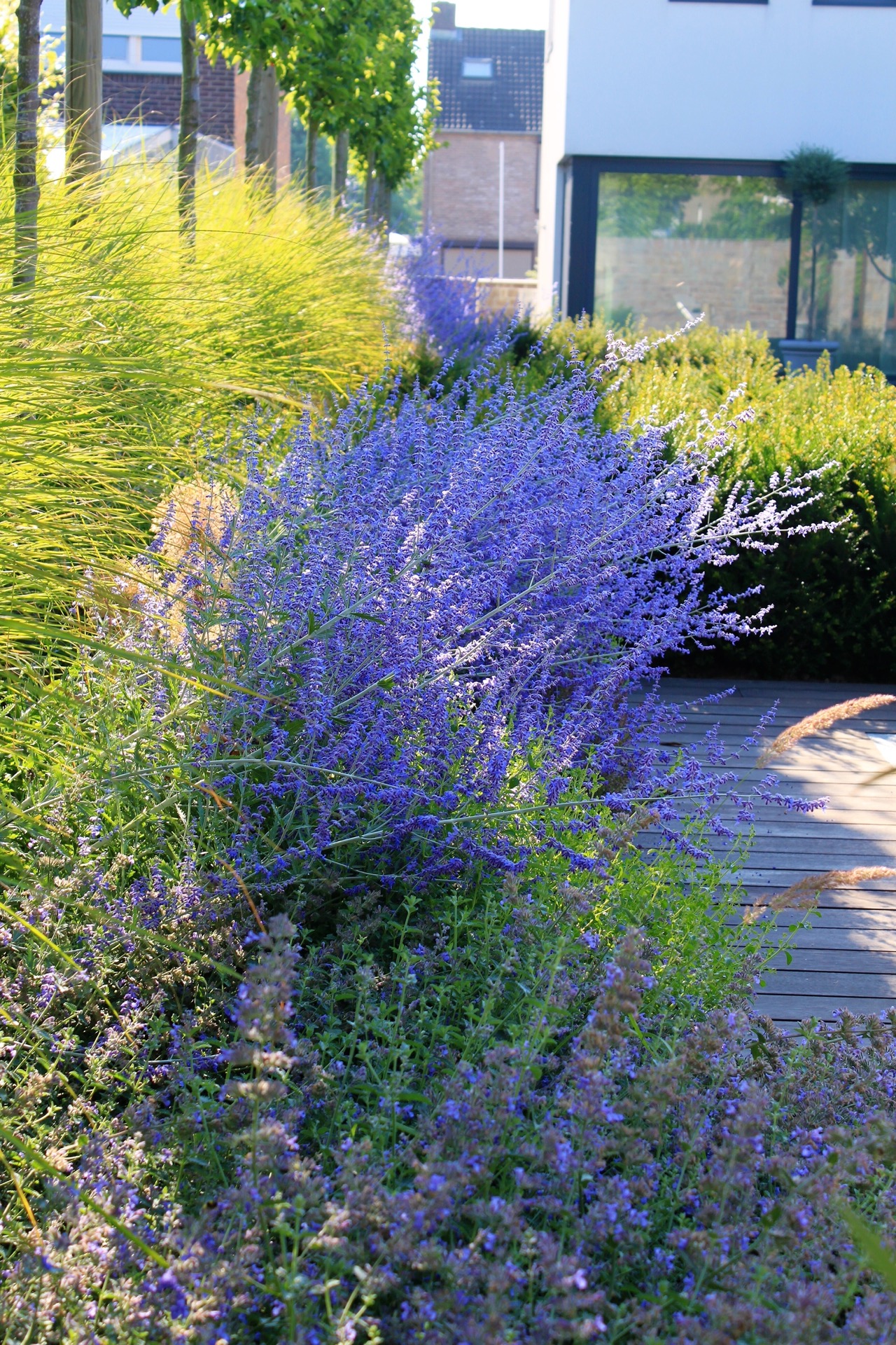 estanque de natación jardín: swimming pond backyard: purple flower border along a wooden terrace in the backyard, Luxury, Design, Exclusive, Modern, Custom Made, Special, Beautiful