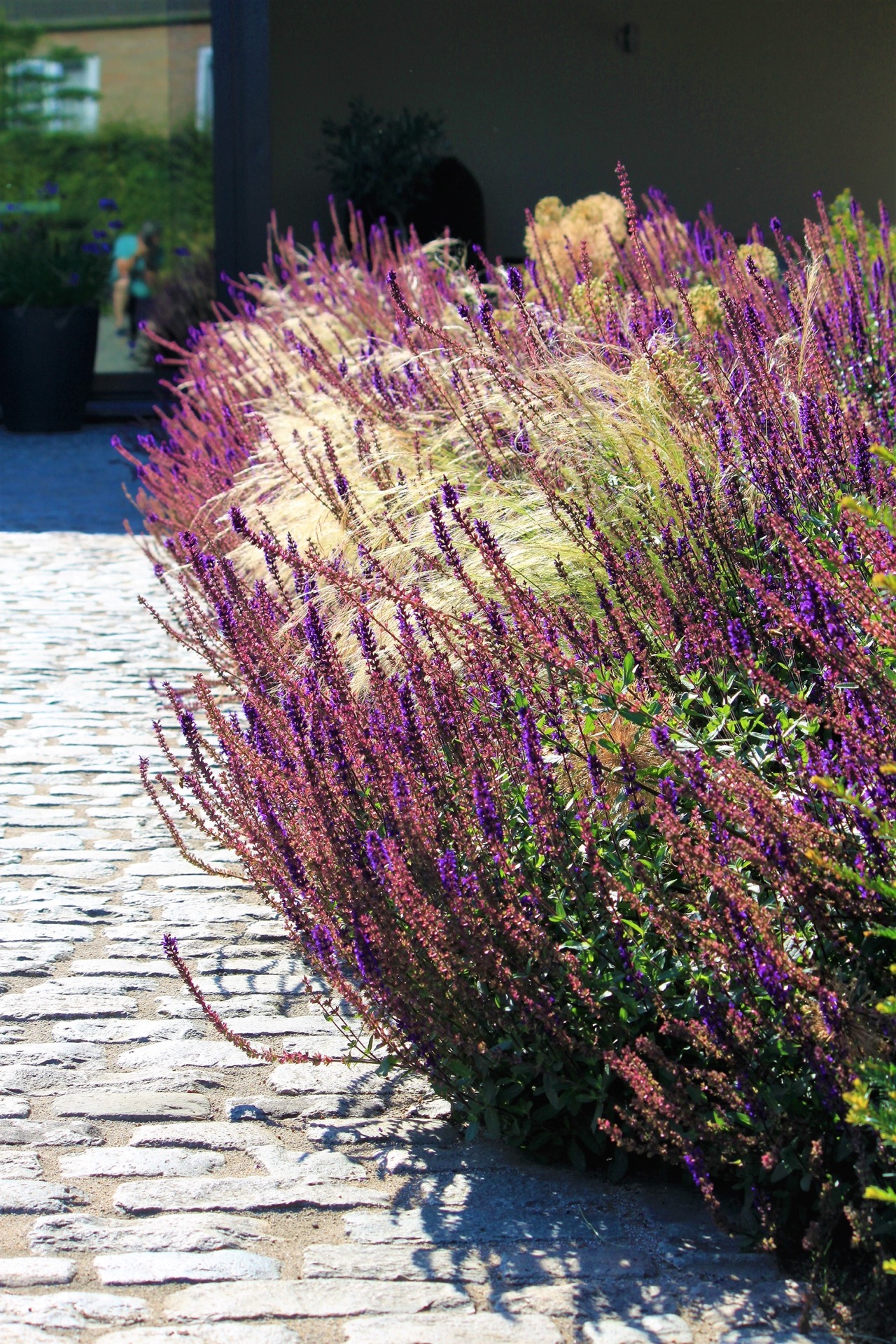 estanque de natación jardín: swimming pond backyard: stone path with purple flowering plants along the garden edge near the, Luxury, Design, Exclusive, Modern, Custom Made, Special, Beautiful