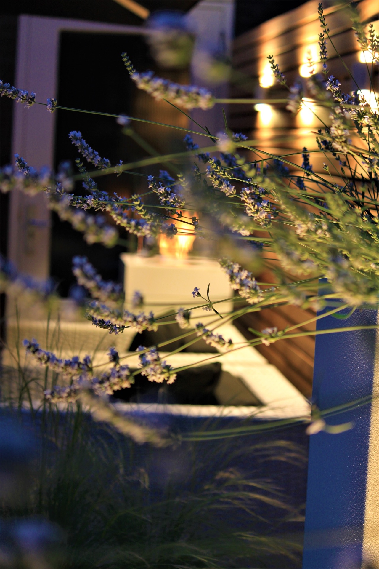 giardino moderno: primo piano di fiori blu e graminacee con luce calda da giardino vicino alla parete a listelli, Luxury, Design, Exclusive, Modern, Custom Made, Special, Beautiful