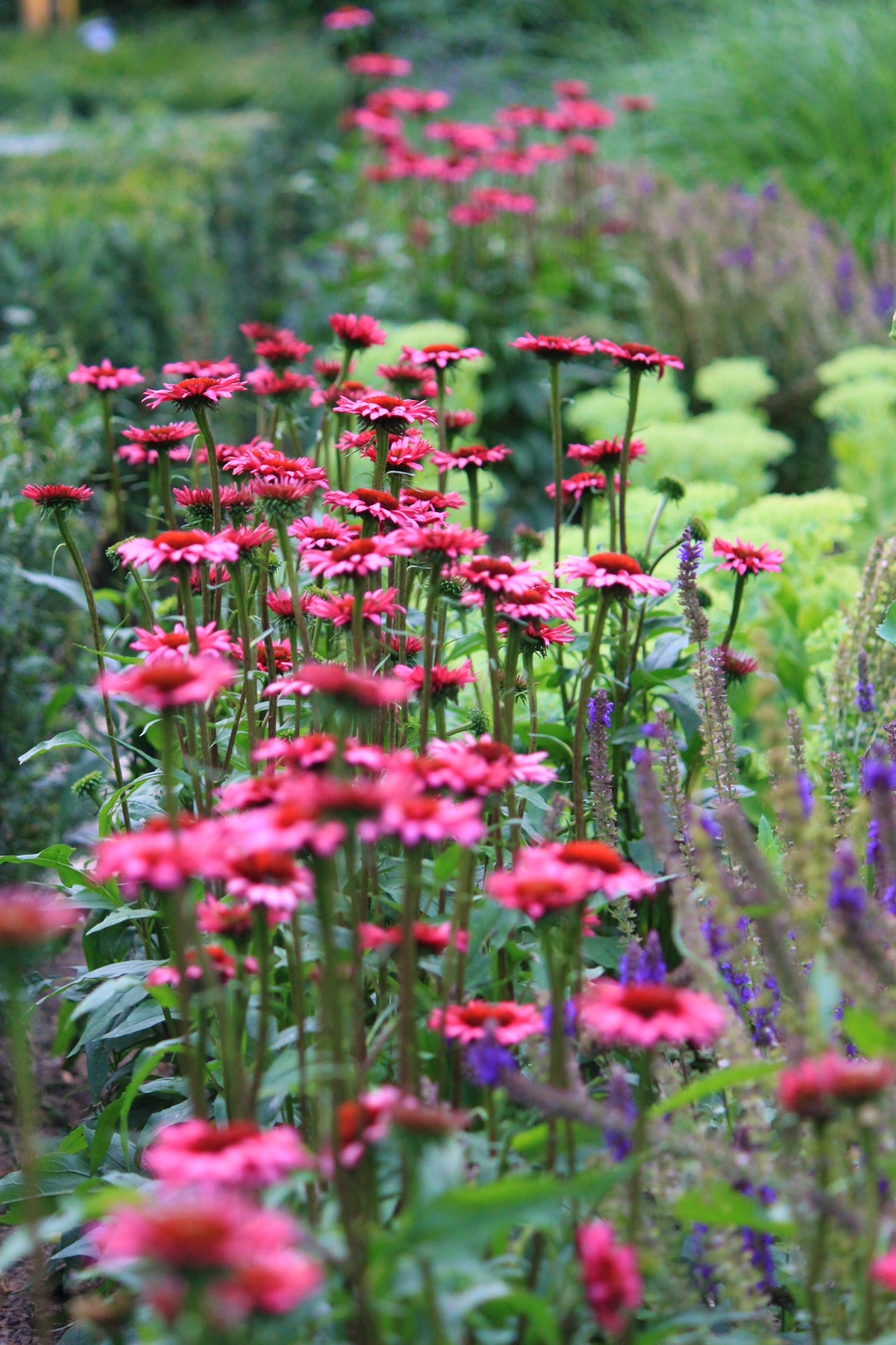 giardino verde posteriore con laghetto e terrazza: primo piano di fiori rosa in una bordura verde con accenti viola-lilla, Luxury, Design, Exclusive, Modern, Custom Made, Special, Beautiful