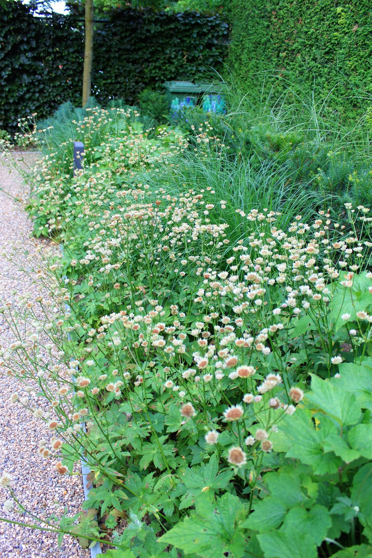 giardino verde posteriore con laghetto e terrazza: bordura di fiori con graminacee ornamentali e vialetto in ghiaia in un, Luxury, Design, Exclusive, Modern, Custom Made, Special, Beautiful