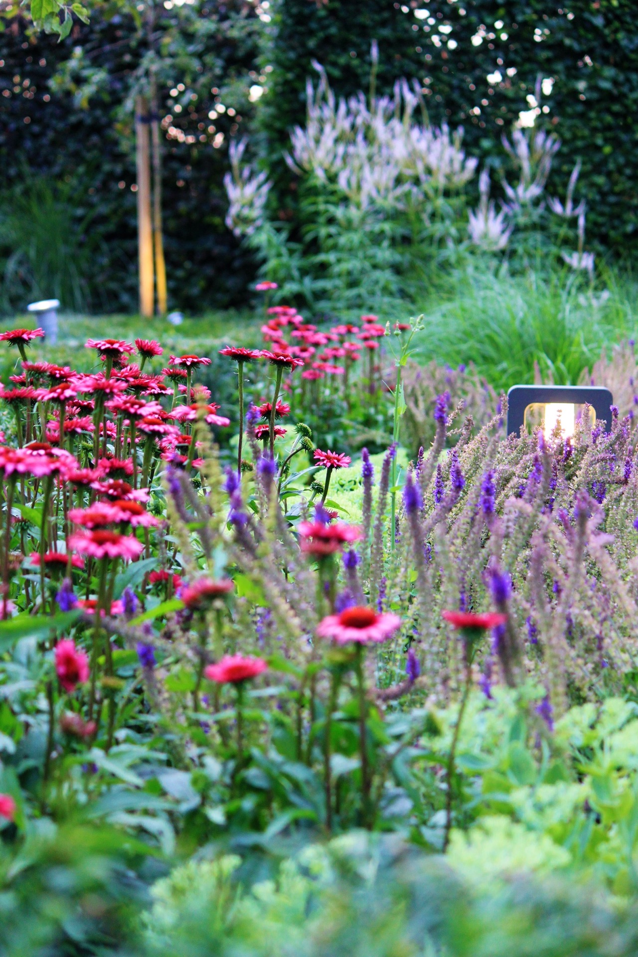 giardino verde posteriore con laghetto e terrazza: bordura fiorita con fiori rosa e viola, graminacee e luce calda da, Luxury, Design, Exclusive, Modern, Custom Made, Special, Beautiful