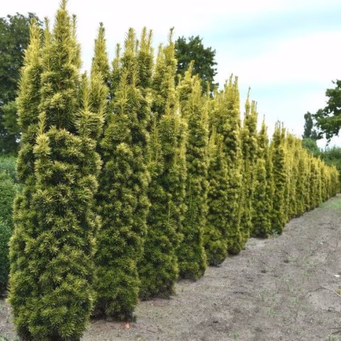 Ontdek de luxe van groen in je tuin