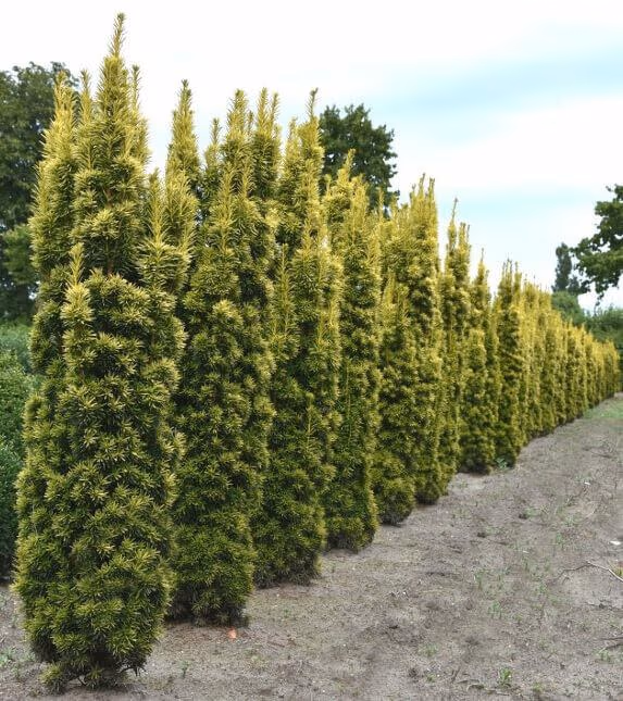 Ontdek de luxe van groen in je tuin