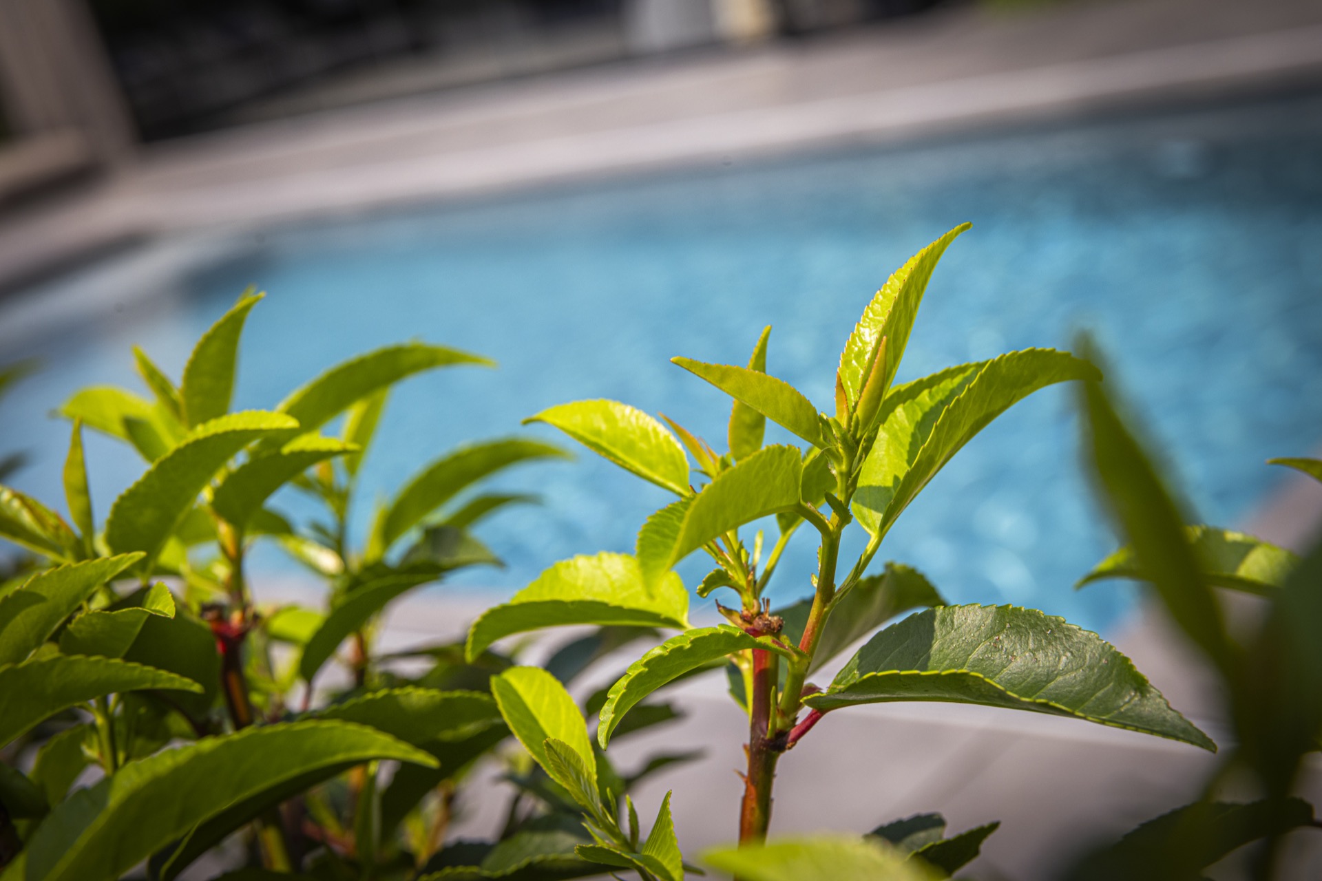 piscina incassata moderna con sistema di copertura: primo piano dell’acqua limpida della piscina con bordo pulito e verde in, Luxury, Design, Exclusive, Modern, Custom Made, Special, Beautiful