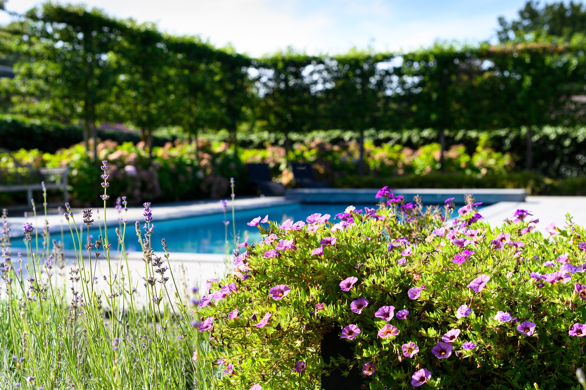 giardino di campagna con aree giardino: aiola fiorita con fiori viola accanto a una piscina con acqua blu, Luxe, Design, Exclusief, Modern, Maatwerk, Bijzondere, Mooie