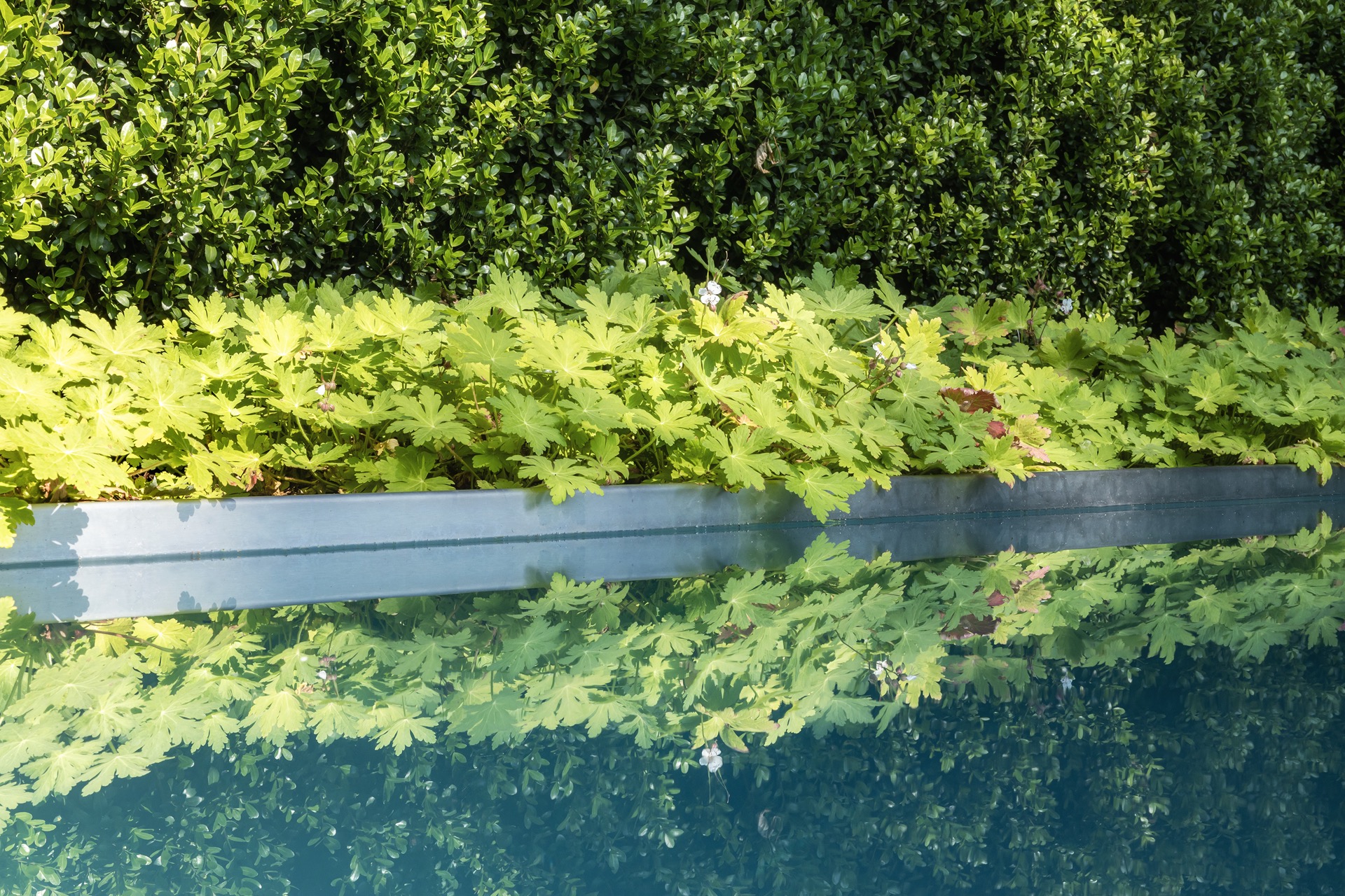 piscina rettangolare moderna: dettaglio del bordo della piscina con riflessi di foglie verdi sull’acqua blu, Luxury, Design, Exclusive, Modern, Custom Made, Special, Beautiful
