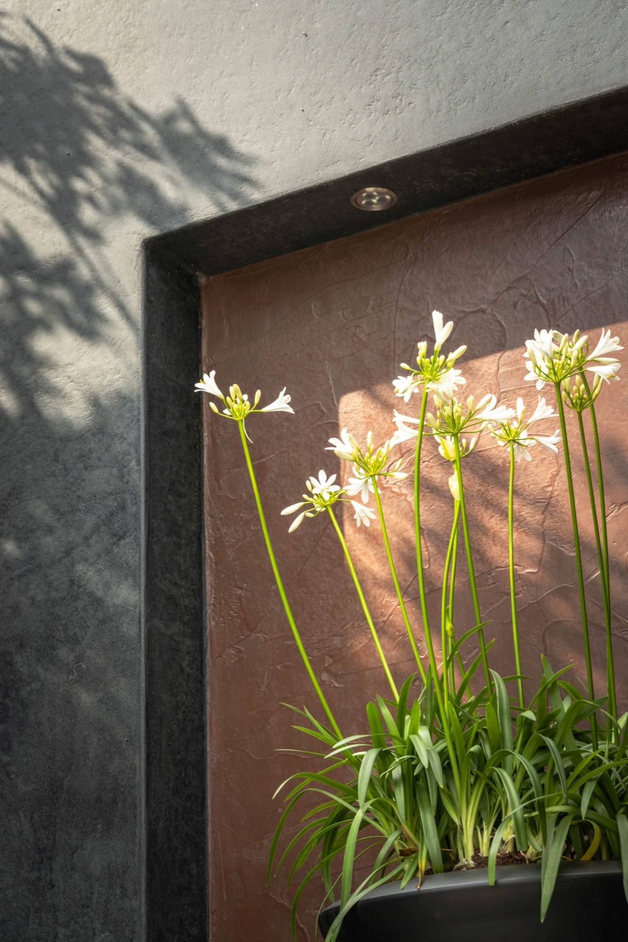 giardino simmetrico con piscina: primo piano del muro da giardino con nicchia color bronzo e piante fiorite davanti, Luxury, Design, Exclusive, Modern, Custom Made, Special, Beautiful