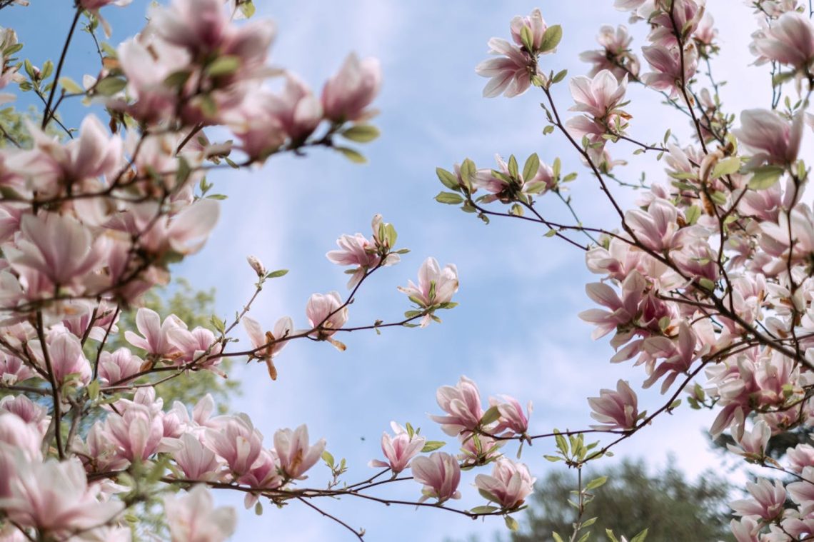 Zo breng je sfeer in je tuin met deze prachtige bomen