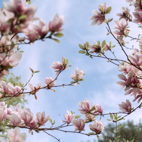 Zo breng je sfeer in je tuin met deze prachtige bomen
