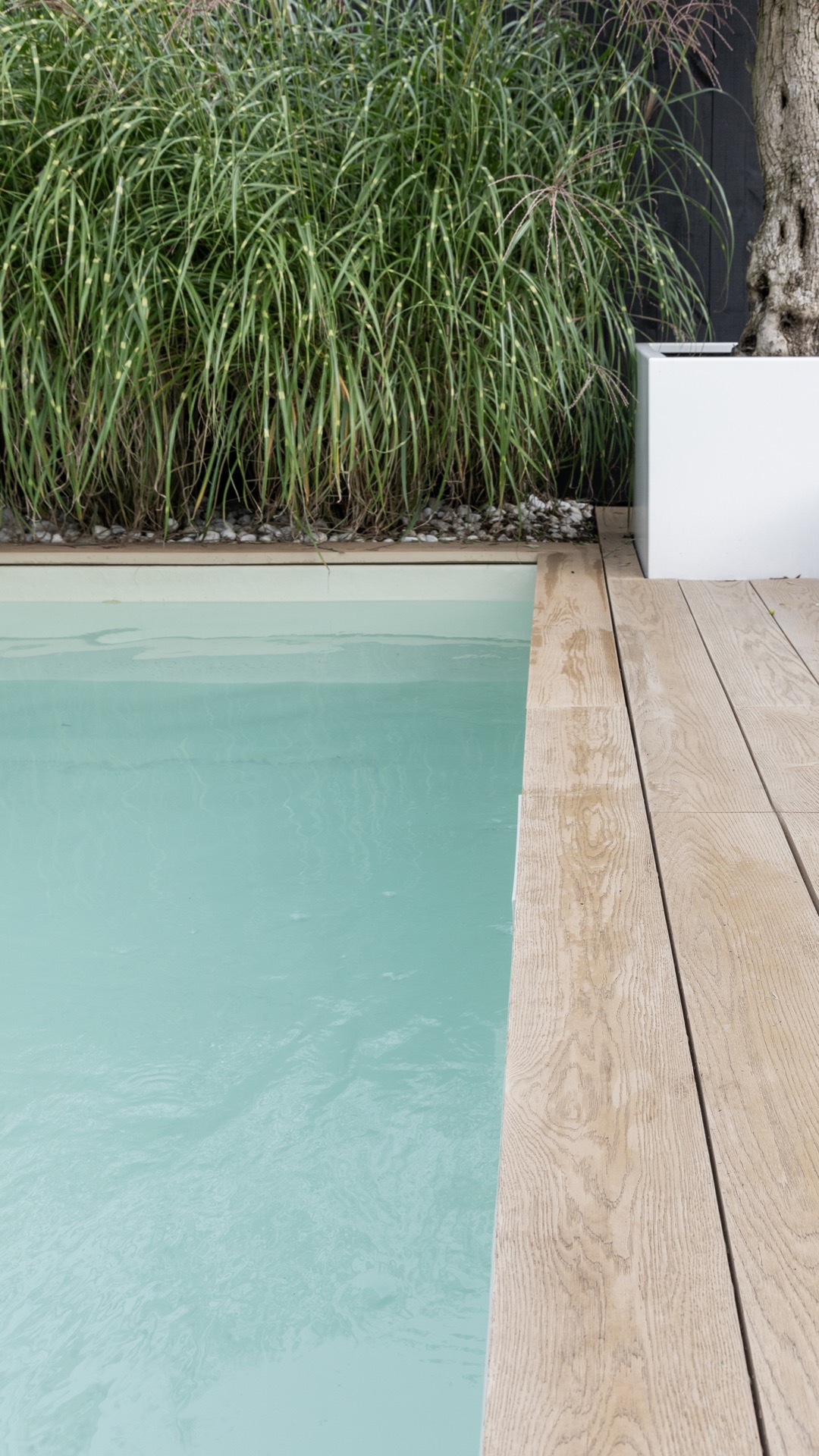 giardino moderno con plungepool: pianta verde e vasi nel giardino moderno, Luxury, Design, Exclusive, Modern, Custom Made, Special, Beautiful