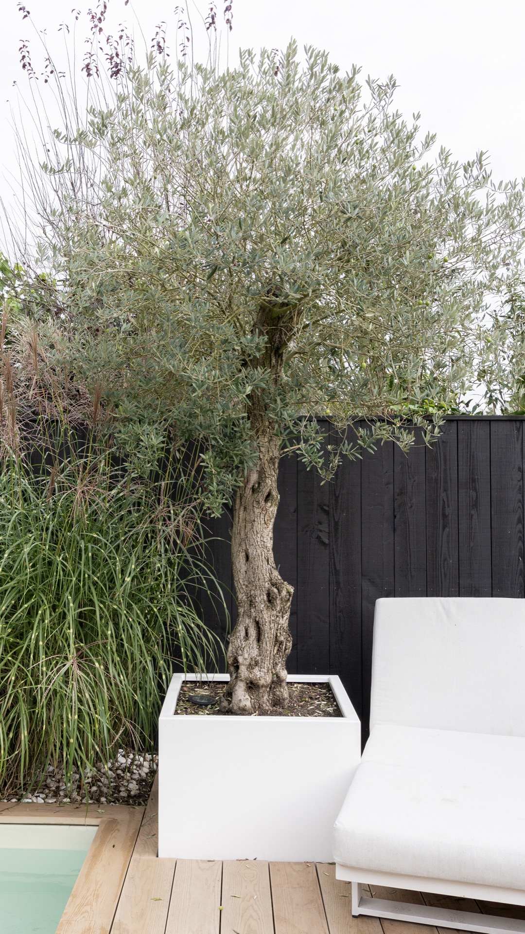 giardino moderno con plungepool: zona esterna con piscina e area relax, Luxury, Design, Exclusive, Modern, Custom Made, Special, Beautiful