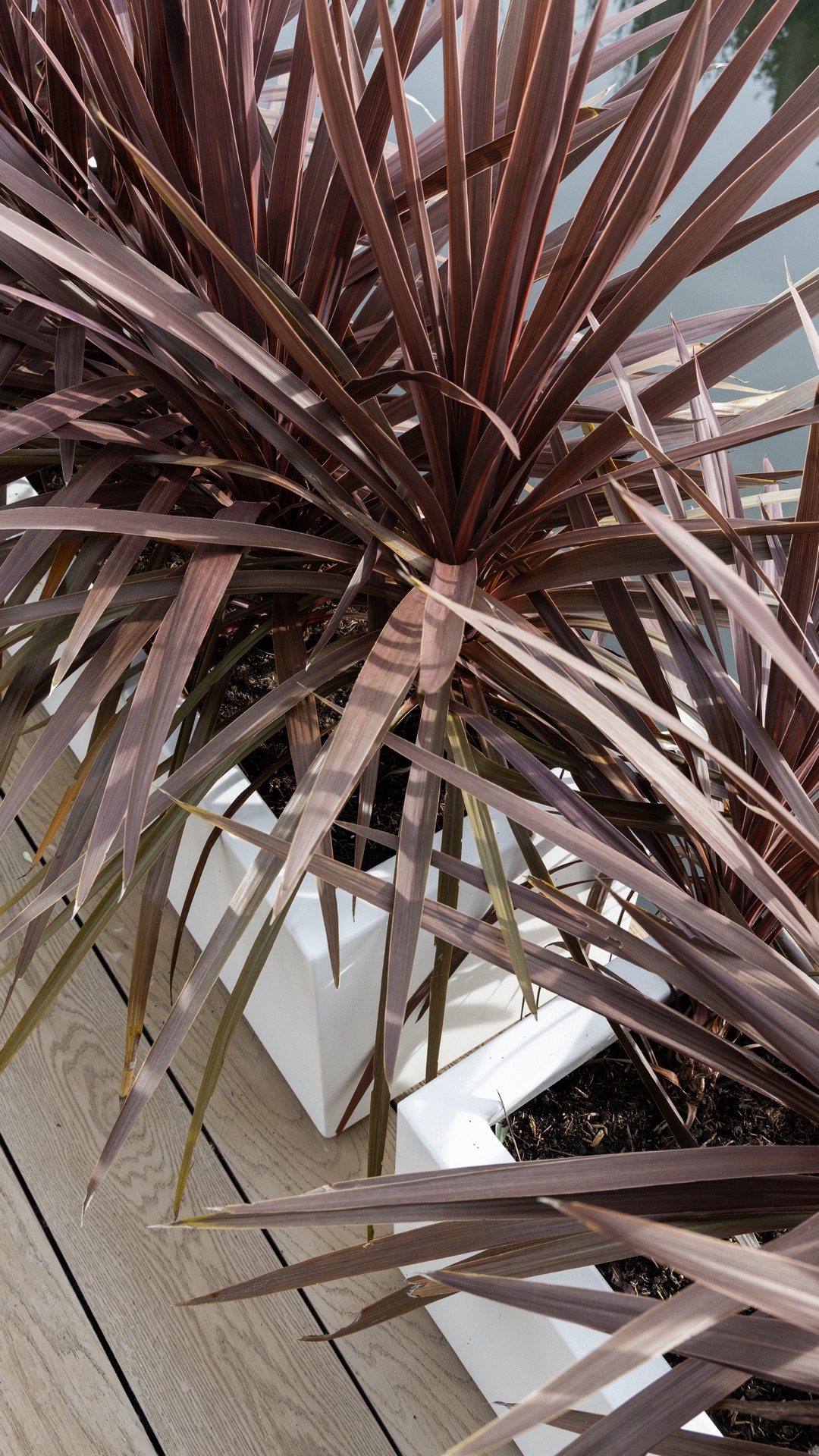 giardino moderno con plungepool: primo piano di pianta tropicale con foglie lunghe sul patio, Luxury, Design, Exclusive, Modern, Custom Made, Special, Beautiful