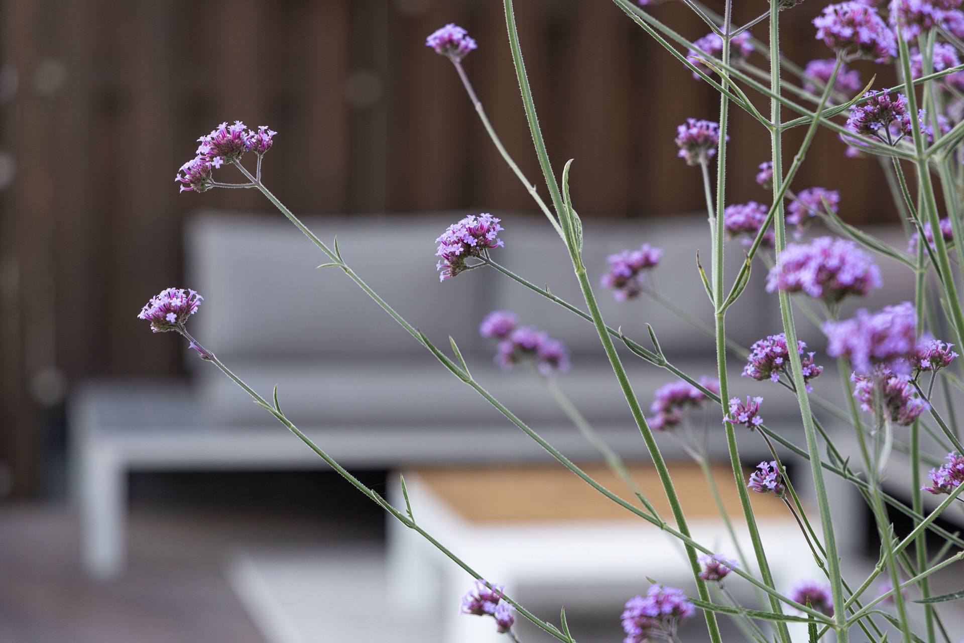 idee giardino moderne: fiori e mobili da giardino sulla terrazza nel giardino, Luxury, Design, Exclusive, Modern, Custom Made, Special, Beautiful