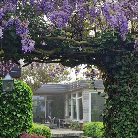 luxe tuin, groene tuin, landelijke groene tuin, Luxe, Design, Exclusief, Modern, Maatwerk, Bijzondere, Mooie