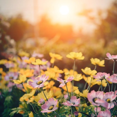 Zo creëer je een moderne, onderhoudsvriendelijke tuin bij je woning 