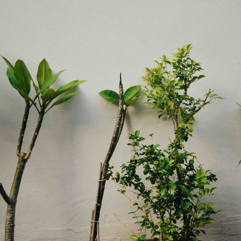 Een zomerse sfeer in huis creëren met natuurlijke materialen en doordachte details