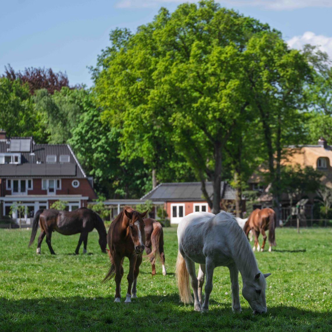 Houten omheiningen voor paarden