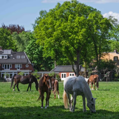 Houten omheiningen voor paarden