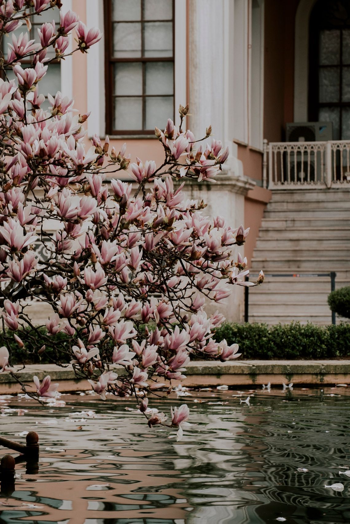 Een magnolia in een luxe tuin: zo past de voorjaarsbloei bij strakke architectuur