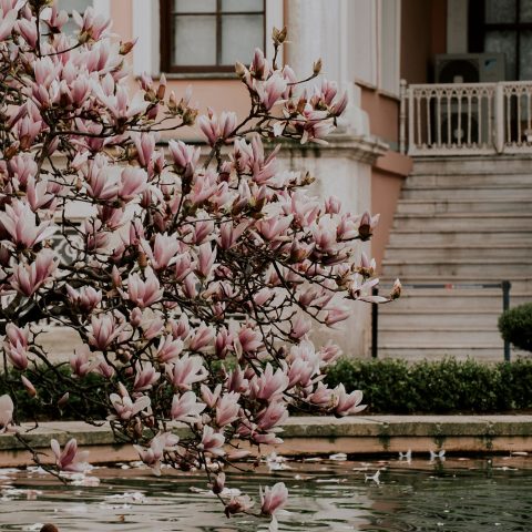 Een magnolia in een luxe tuin: zo past de voorjaarsbloei bij strakke architectuur